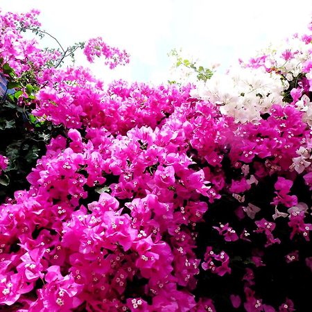 Bougainvillea Suites Камари Экстерьер фото